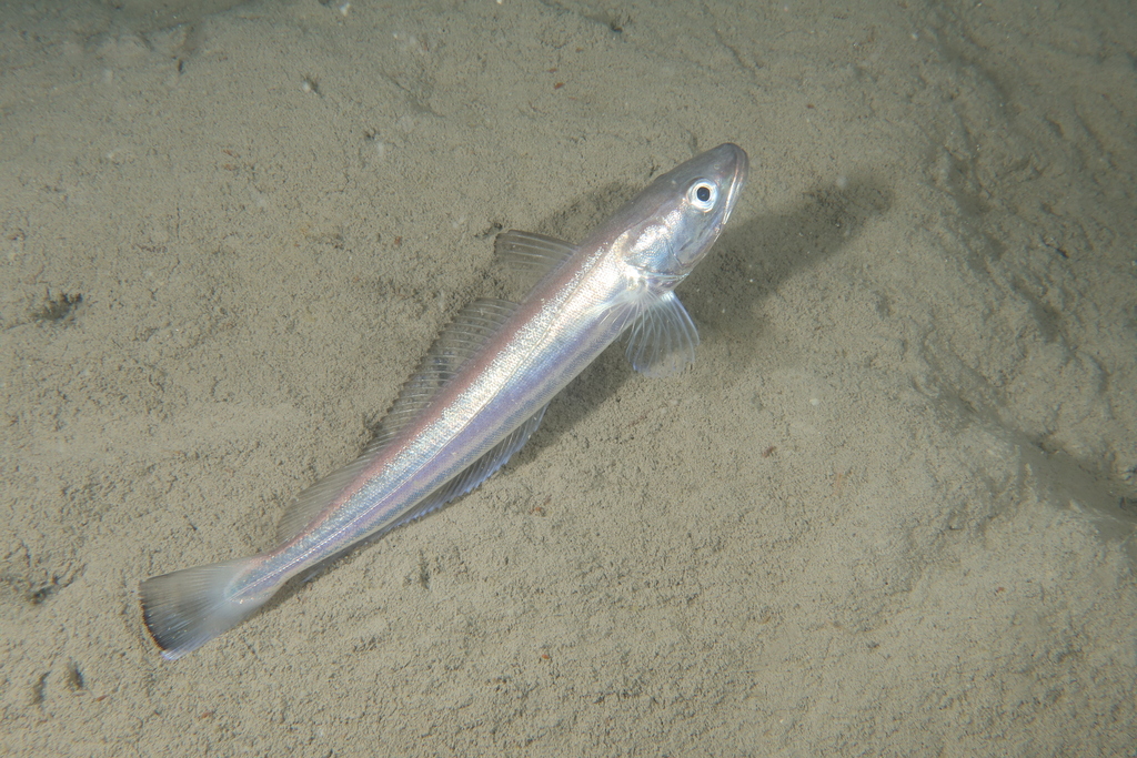 European Hake