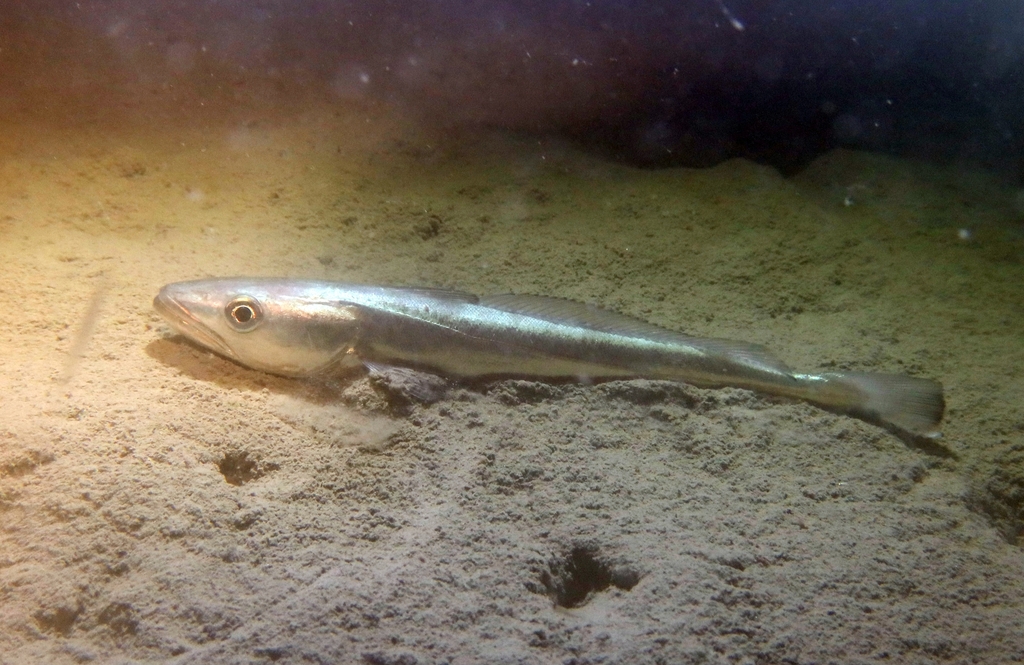European Hake