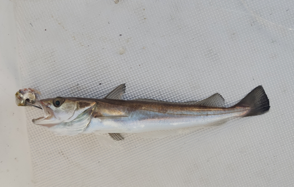 European Hake