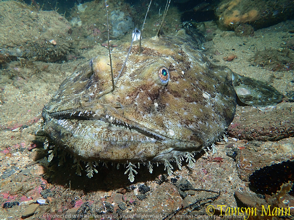 Angler