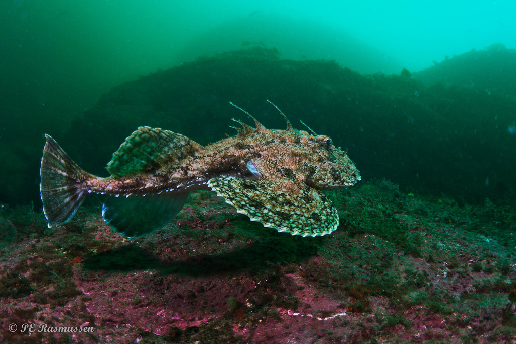 Angler