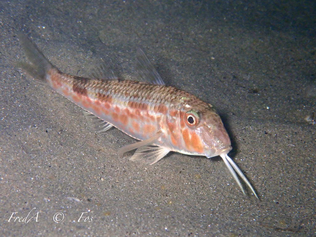Red Mullet