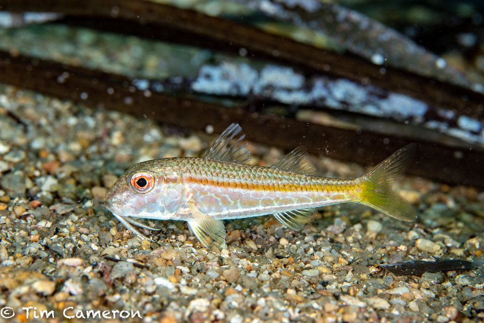 Red Mullet