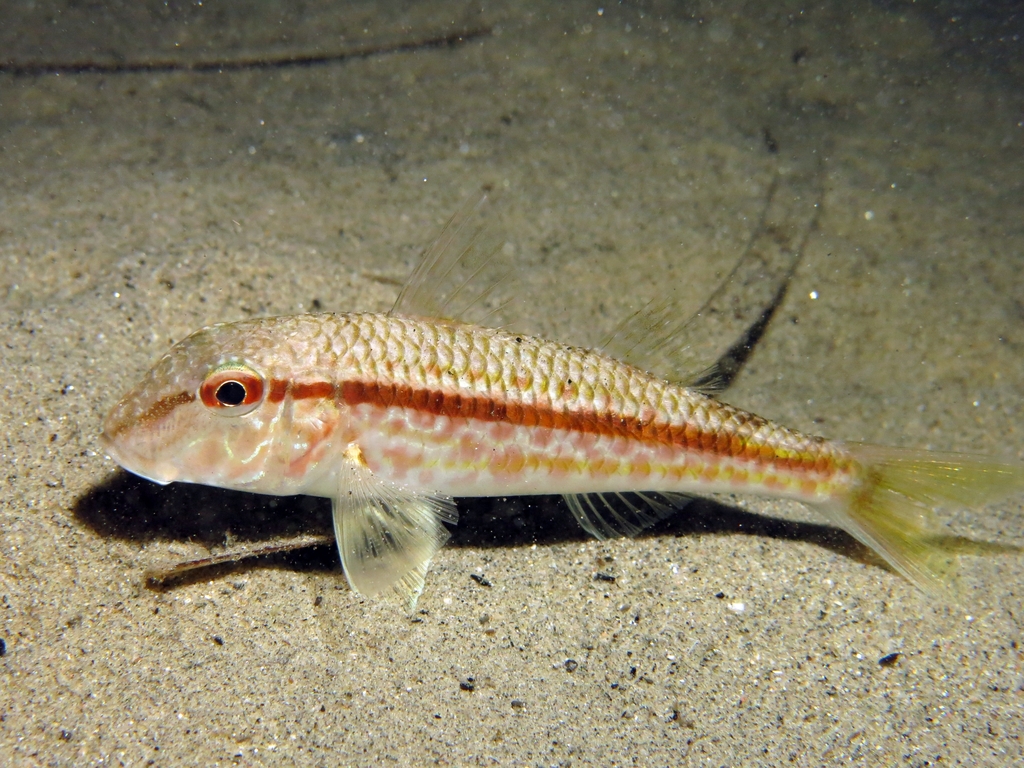 Red Mullet