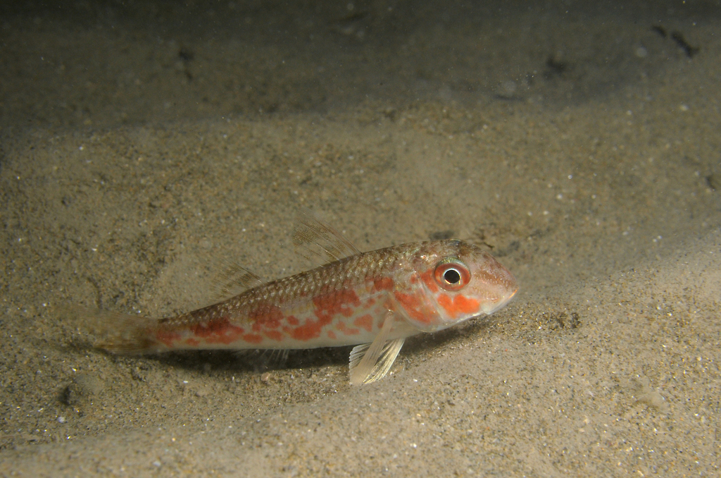 Red Mullet
