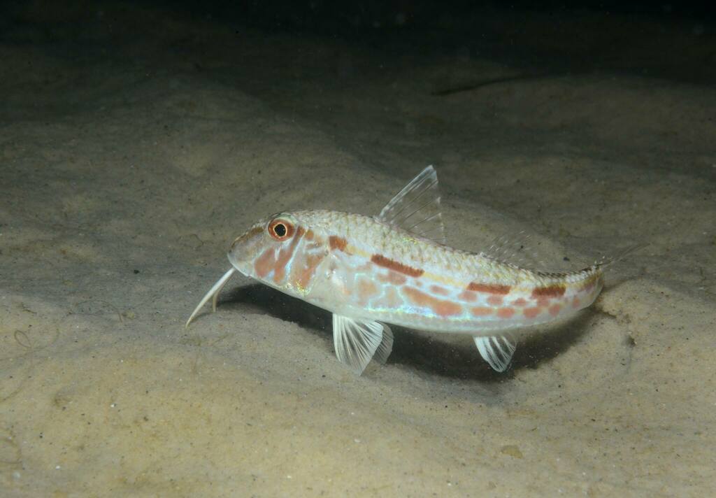 Red Mullet