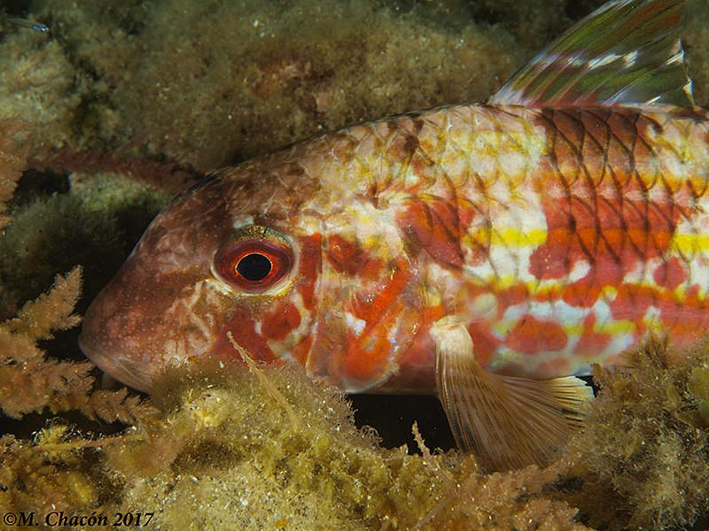 Striped Red Mullet