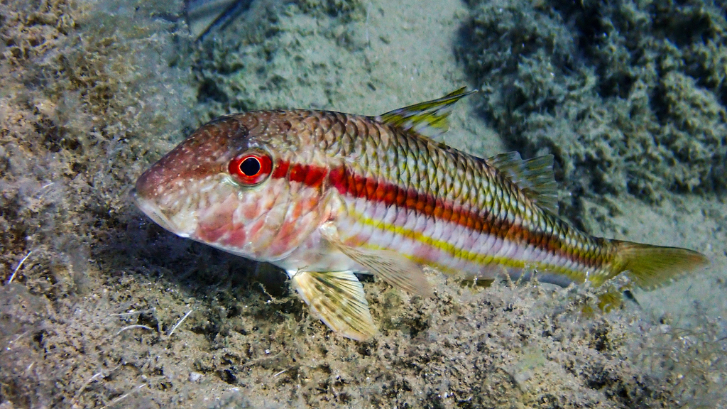 Striped Red Mullet
