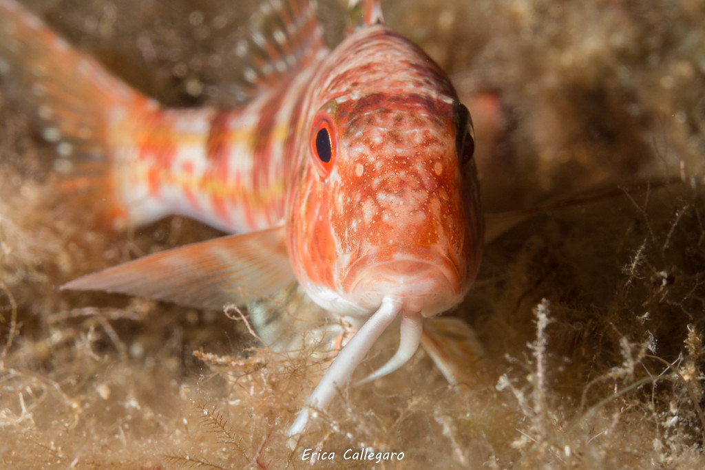 Striped Red Mullet