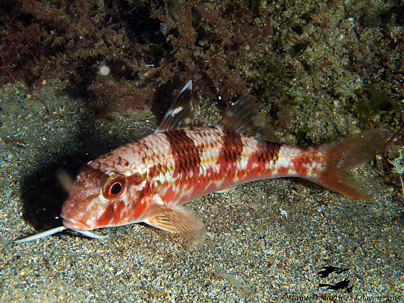 Striped Red Mullet