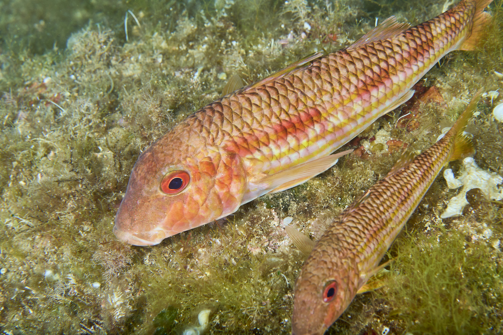 Striped Red Mullet