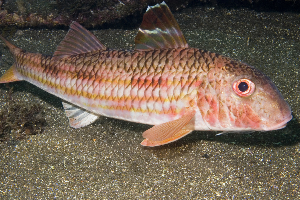 Striped Red Mullet