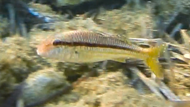 Striped Red Mullet