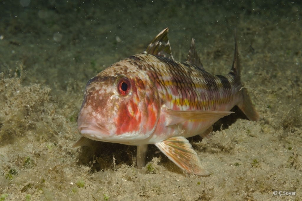 Striped Red Mullet