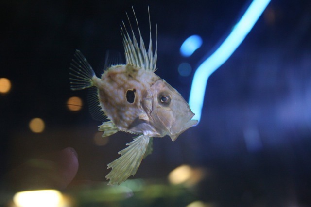 John Dory