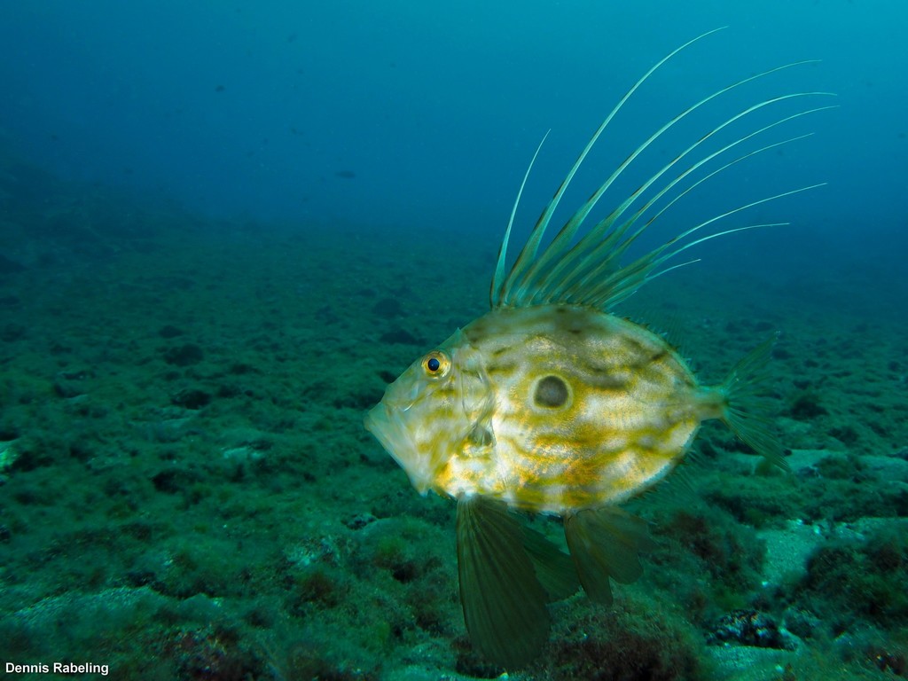 John Dory