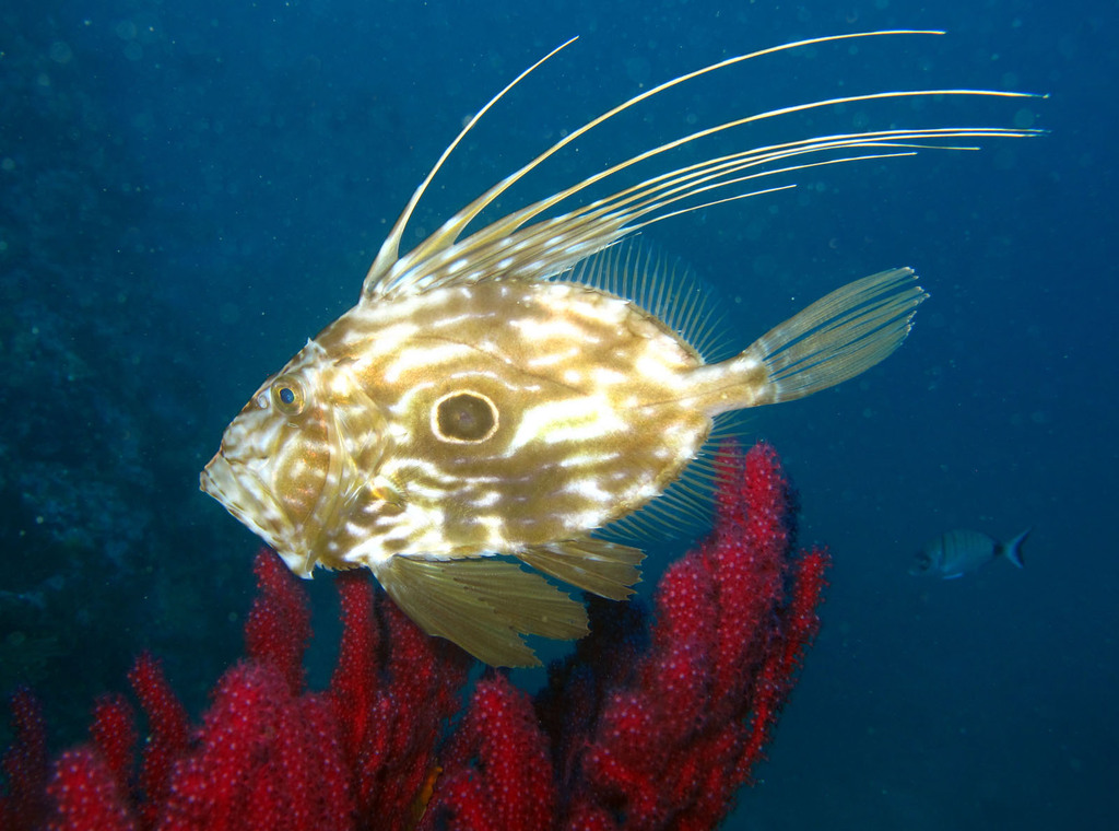 John Dory
