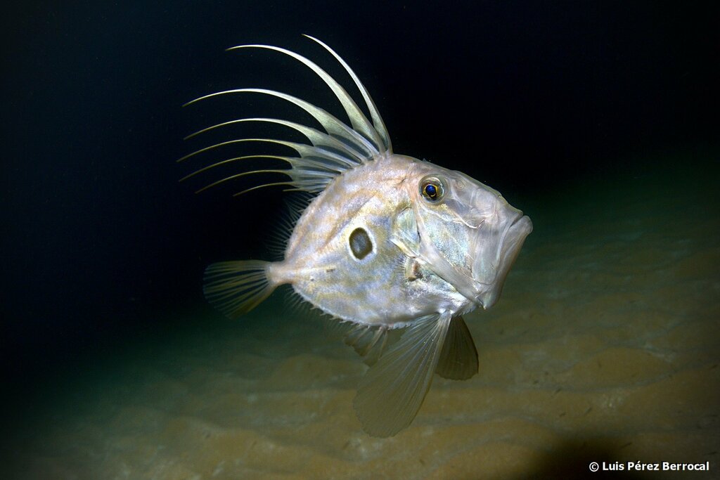 John Dory