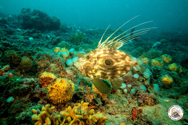 John Dory