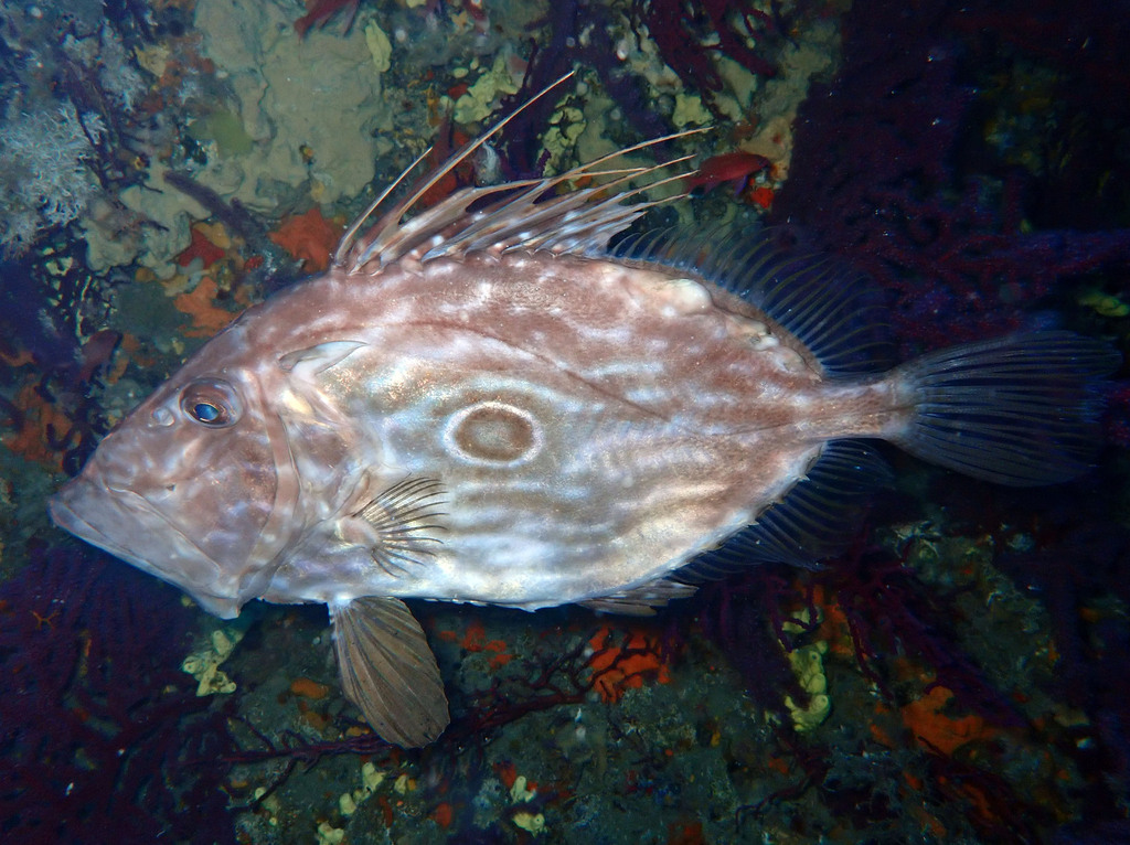 John Dory