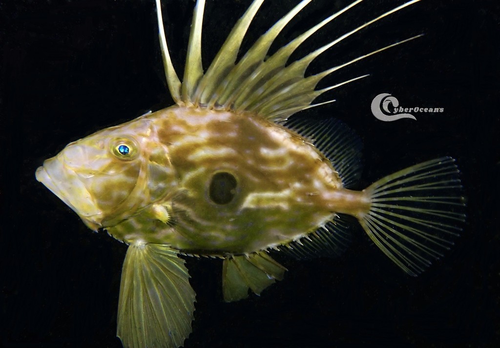 John Dory