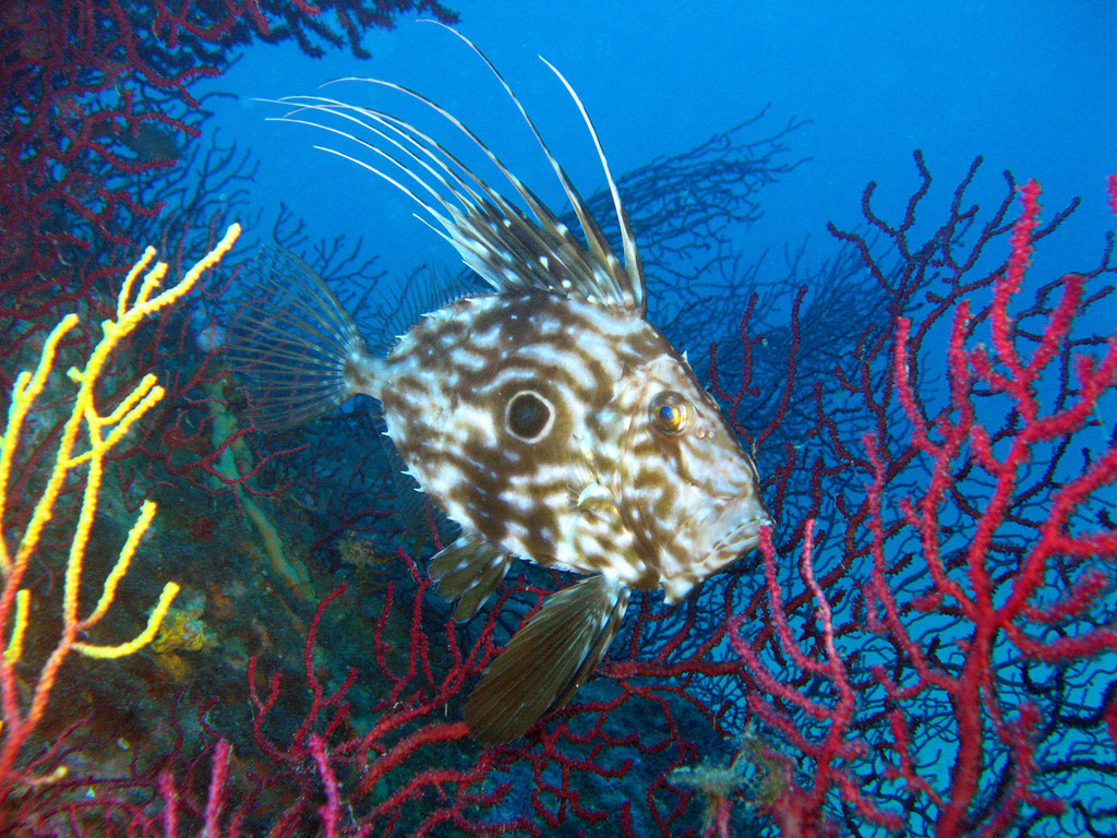 John Dory