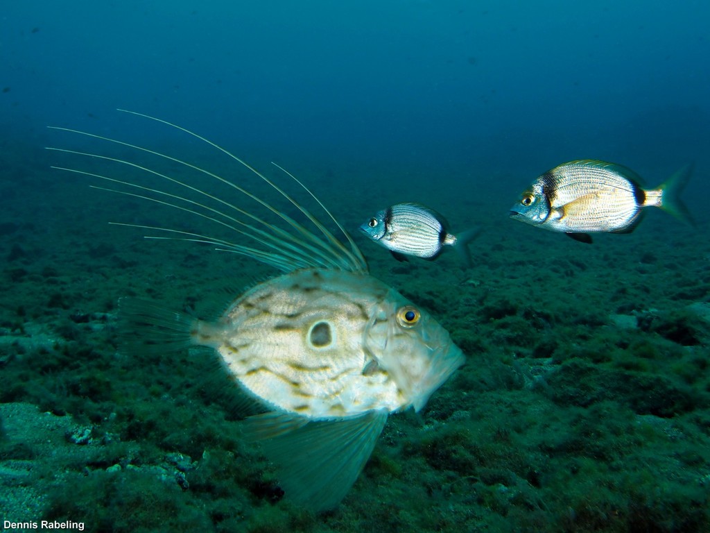 John Dory