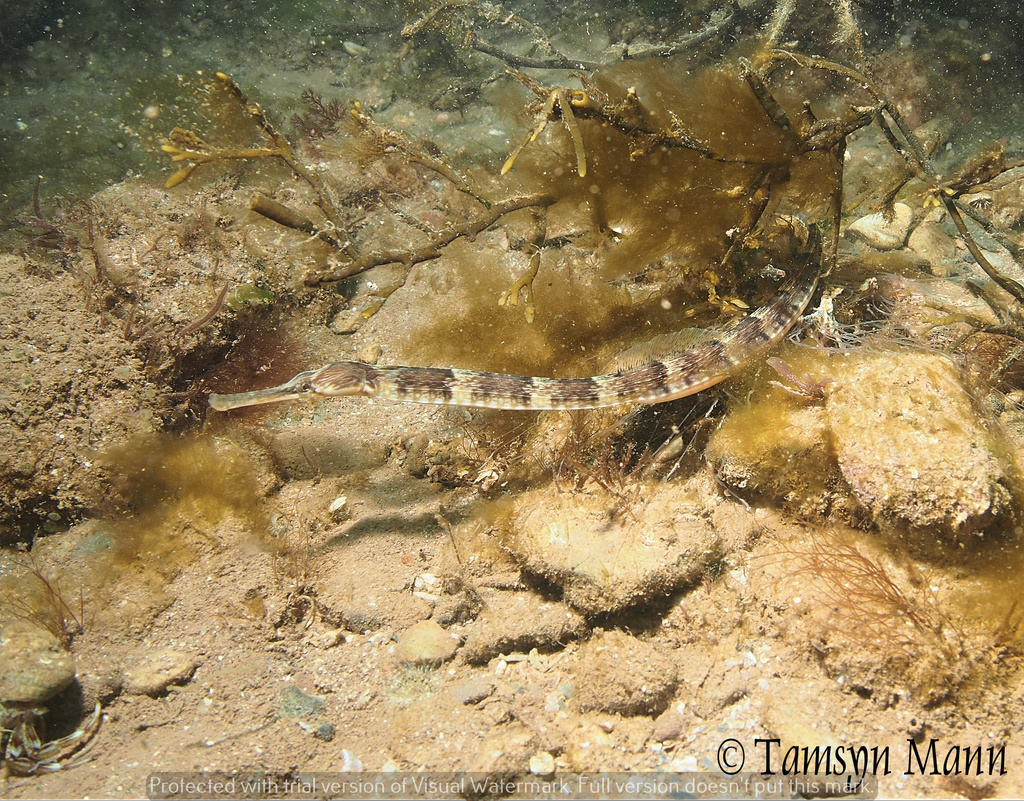 Greater Pipefish