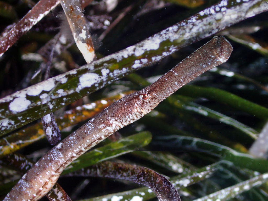 Broadnosed Pipefish