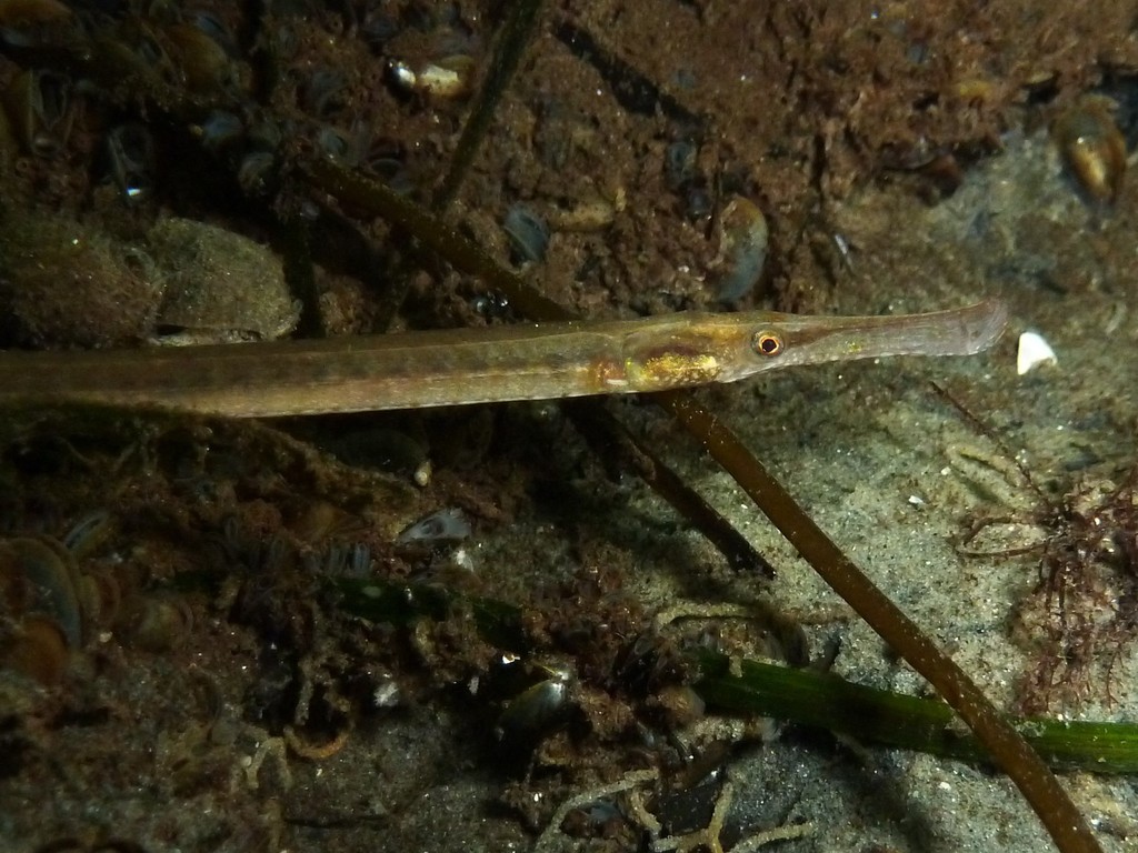 Siphonostome