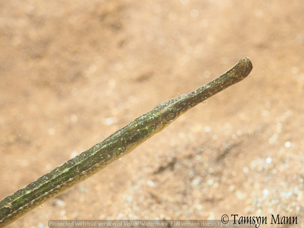 Siphonostome
