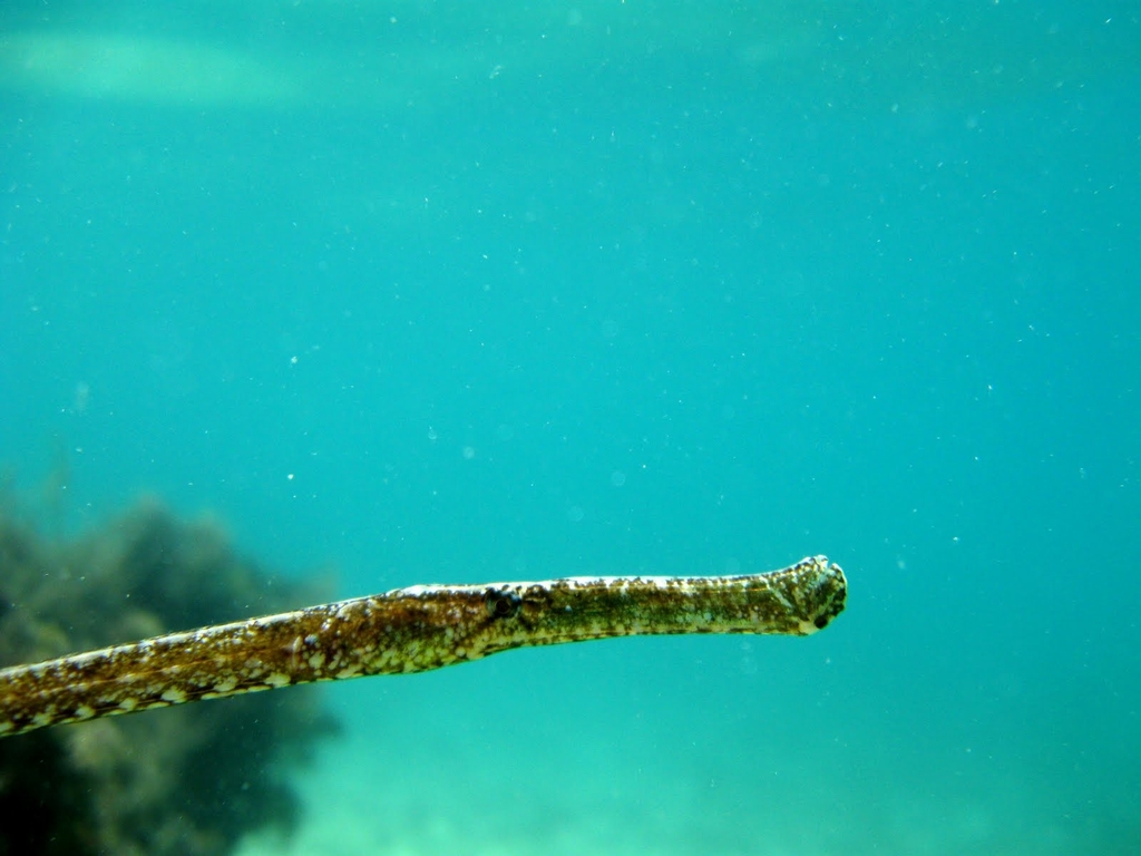 Siphonostome