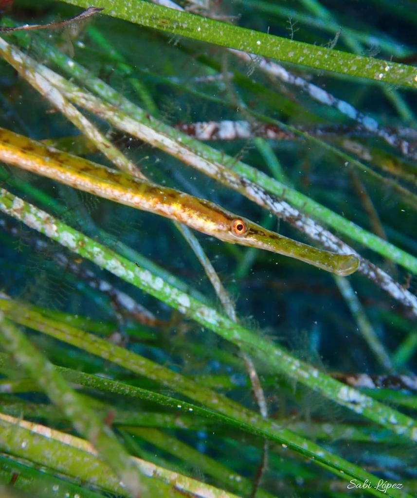 Siphonostome