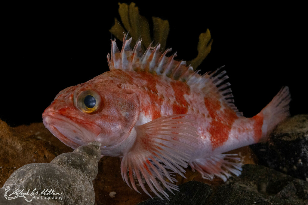 Blackbelly Rosefish
