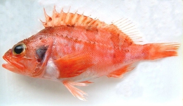 Sébaste chèvre