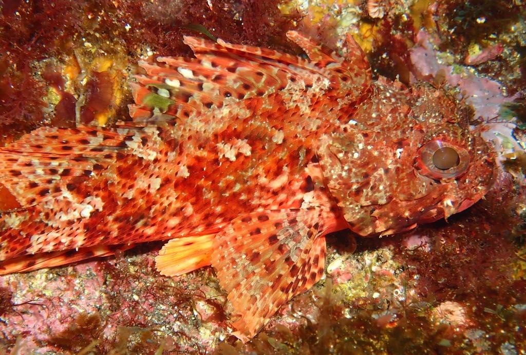 Small Red Scorpionfish
