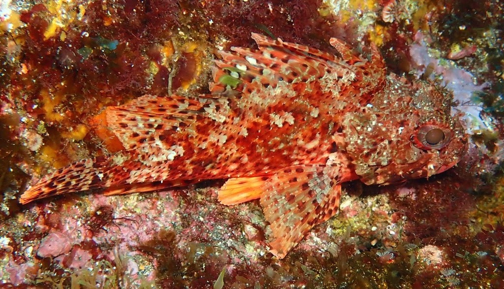 Petite rascasse rouge