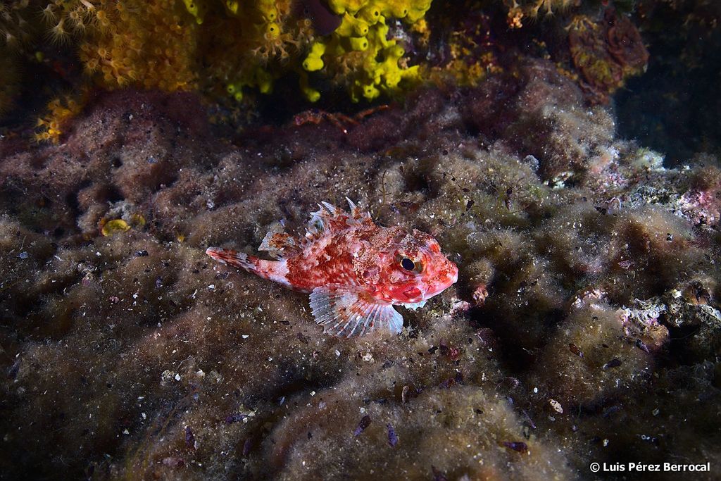 Petite rascasse rouge