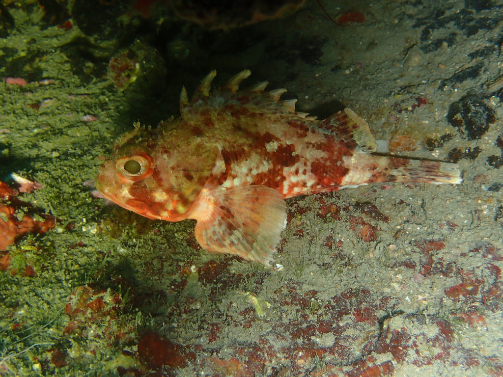 Petite rascasse rouge