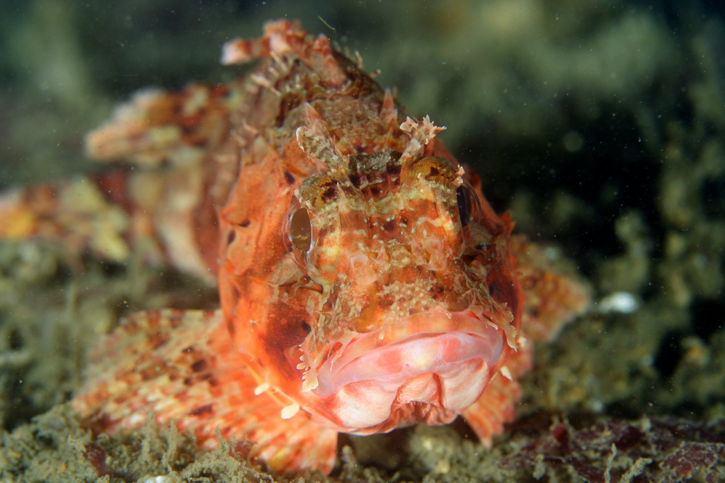 Black Scorpionfish
