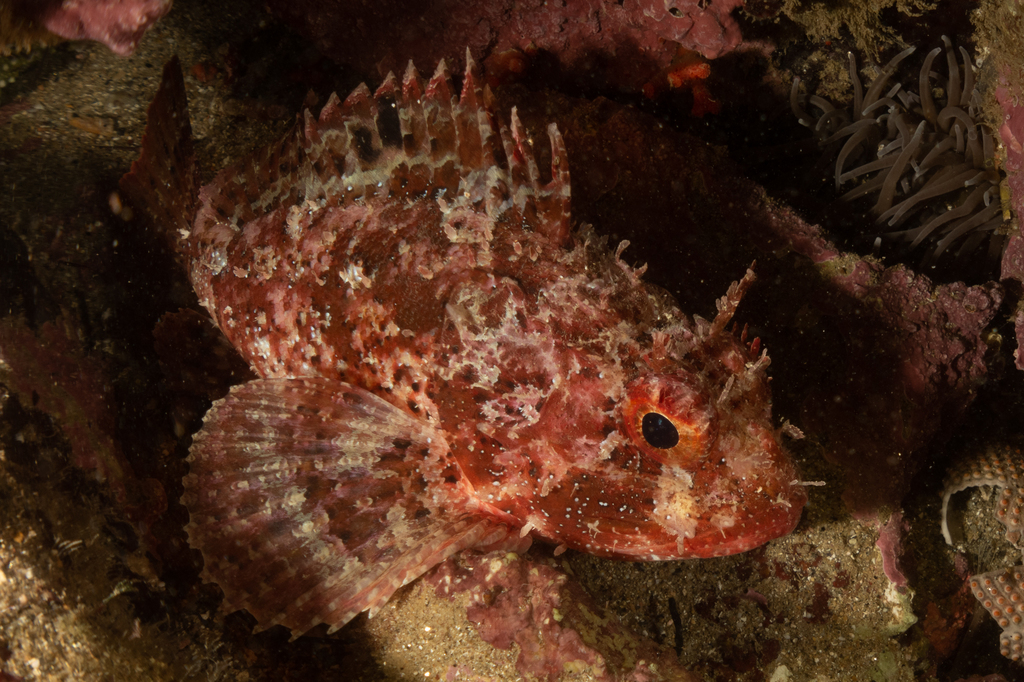 Black Scorpionfish