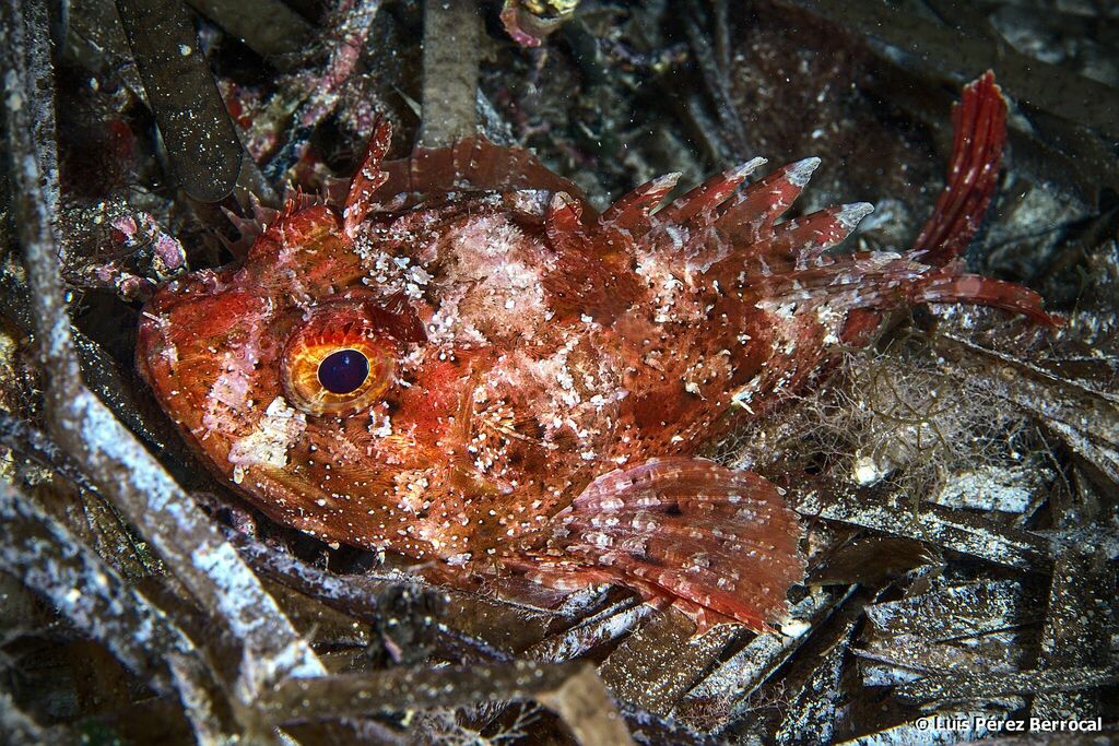 Black Scorpionfish
