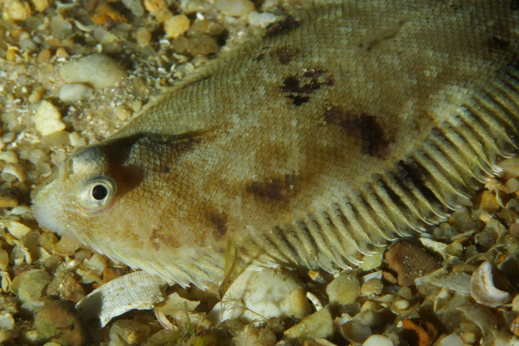Whiskered Sole