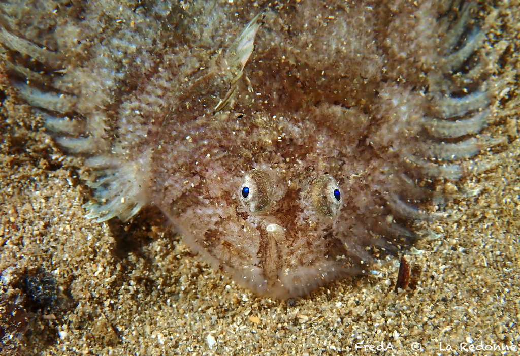 Whiskered Sole