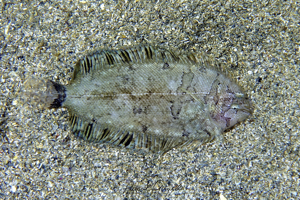 Whiskered Sole