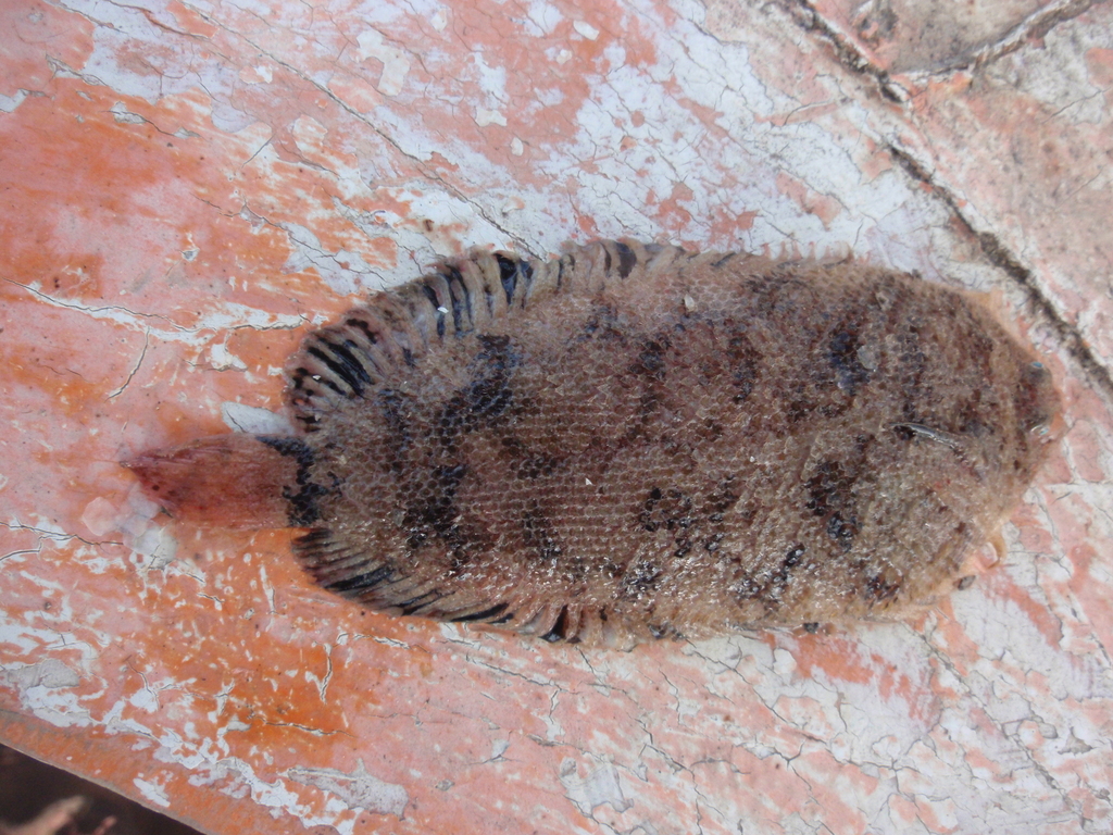 Whiskered Sole