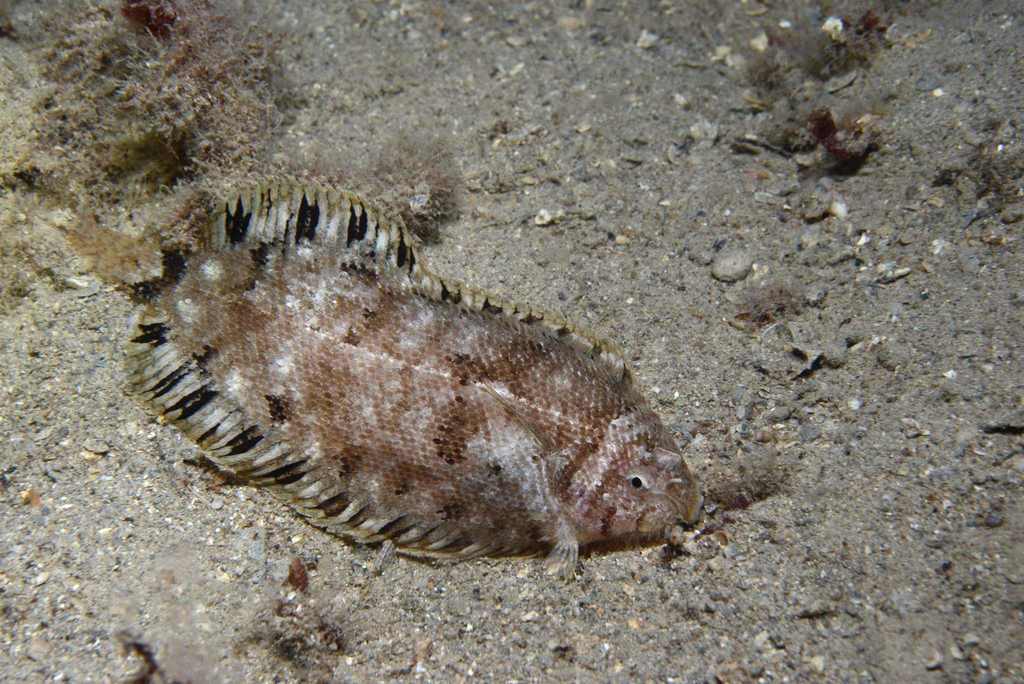 Whiskered Sole