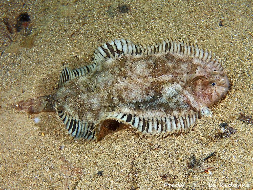 Whiskered Sole