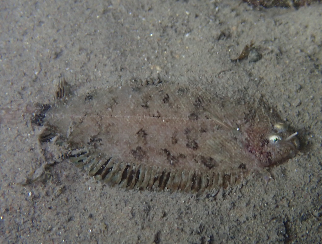 Whiskered Sole