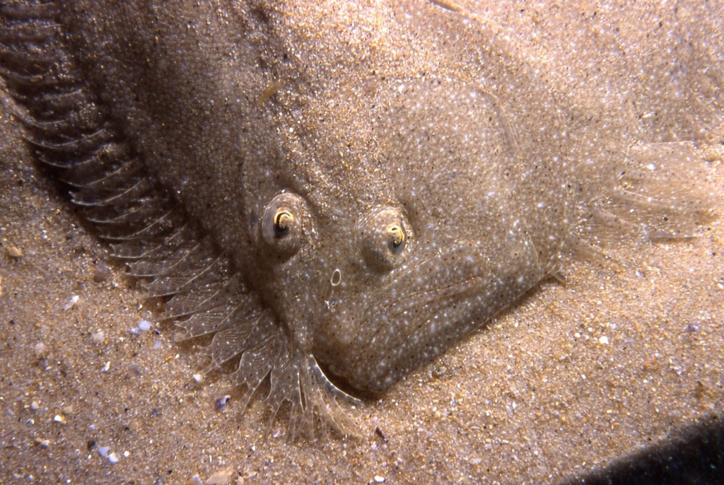 Barbue